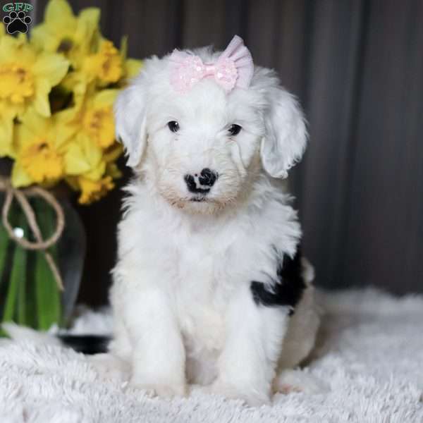 LuLu, Sheepadoodle Puppy
